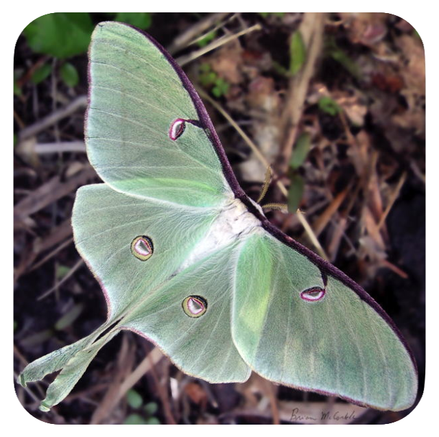 (image for) Luna Natual